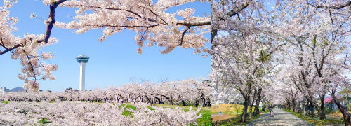 写真:函館の秋